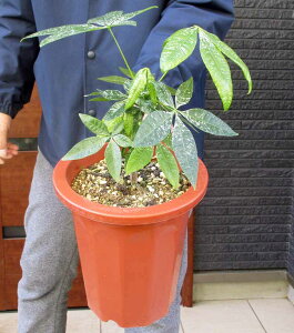 yiEzyiꕔOn悠zڂłȂIpL@pL@~L[EFC@7@T56