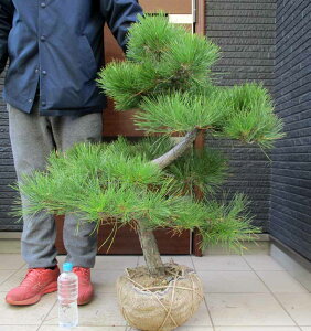 yiEzi܂jiN}cj@ SFԁ@^@OA@@y؁E뉀EaɂmɂEK[fz