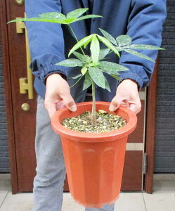 �y���i�E�����z�y���������i�ꕔ���O�n�悠��z�󏭂ȍ����������I�I������p�L���@�p�L���@�~���L�[�E�F�C�@7�����@��C��