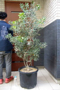 yiEz劔@R[XgoNVA@15@H6