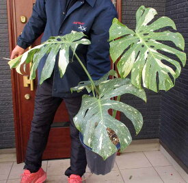 【現品・現物】モンステラ　バリエガータ・モンステラ・デリシオサ・バリエガータ　イエローモンスター　黄斑入り　斑入りのモンステラ　8号サイズ　PM番（観葉植物・鉢植）