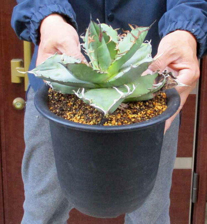楽天市場】【現品・現物】 現地球 アガベ・チタノタ・オアハカ Agave 