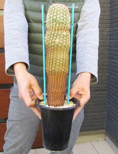 yzGLmPEXEuVXEہ@CRE}(echinocereus burrensisj5@R87ԁ@ii ϗtA ϗt A A   A  A  JN^X T{e 