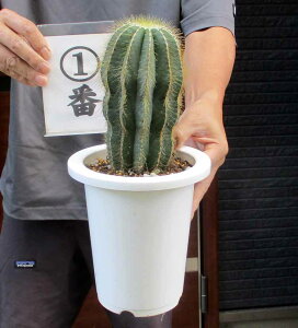 yzT{eEGIJN^XEp(GCJMNjT{e pfBA p(GCJ})@6@12