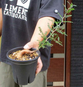 yzyzIyNJAEpLvX@4@P3ԁ@yR[fbNX̉lzy򍪐Az