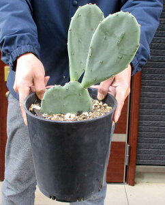 �y���������z�y���i�E�����z�E�`���T�{�e���E�t�B�J�X �C���f�B�J�bOpuntia ficus-indhica�@�I�v���`�A�E�t�B�J�X�@�C���f�B�J�@7���@G7�ԁ@���b�N�K�[�f���@�h���C�K�[�f��