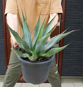 yiEzy^i@̔z󏭂ȌnIIAKxE^i@9@2H