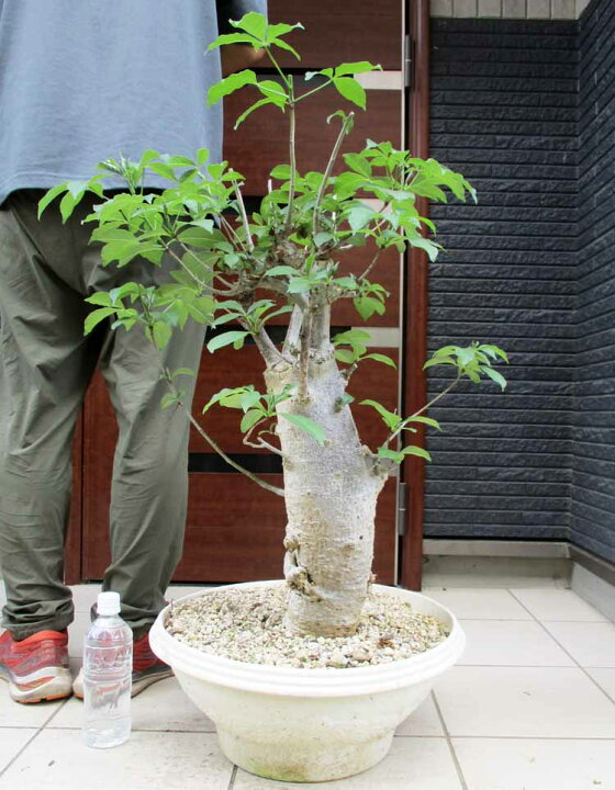 楽天市場】☆冬は落葉します。発根済【現品・現物】【盆栽】バオバブの 