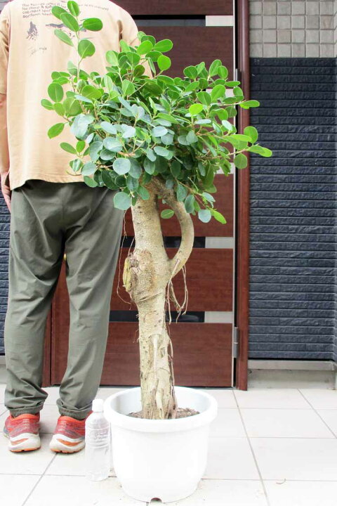 楽天市場】日時指定できません【現品・現物】特大サイズ パンダ  