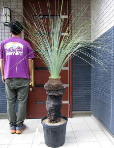 ϑłyiEzʏ́FubN{[C(Black boy)@OXc[@NTgGAEOEJiXanthorrhoea glaucaj@12@E2ԁ@NTgGAEOEJiXanthorrhoea glaucaj