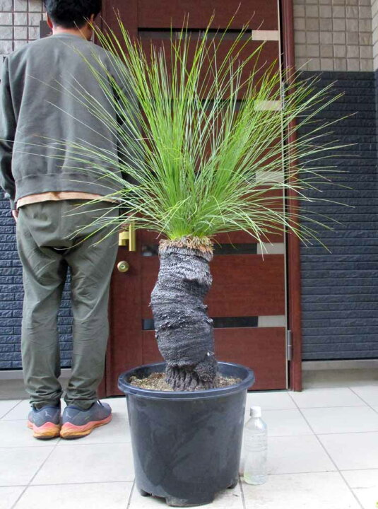 楽天市場】発根済み 幹が大変太いです【現品・現物】ダブルヘッド 通称 