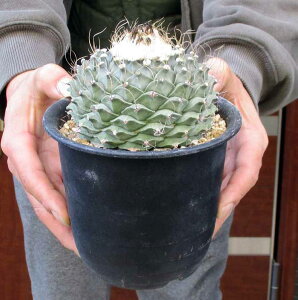 �����ɐB���y���i�E�����z�y�T�{�e���z�T�{�e���E�e�C�J���@�銥�@Obregonia denegrii�@4.5���@V7��