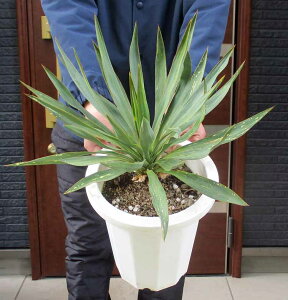 IyiEzbNK[fɂ߁@L~K(bJ) iN㗖j8ԁ@8