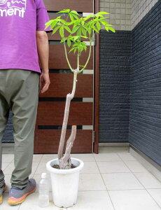 yiEzgbNL^iؖȁjuĂv̖؁@gbNL^(p{b`)(Chorisia speciosa)8@T28