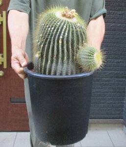 【現品】サボテン・ワラシー 8号 N8番 【人気 植物 多肉植物 大型】