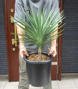 yiEznInAł܂I@bJEACtHA@9@D9