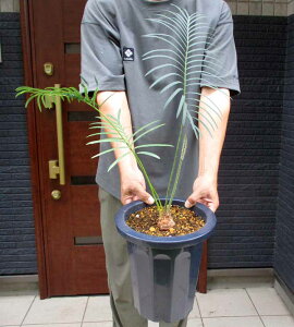 yiEzFɋP^CVo[@^CYt\ec@TCJX@Cycas sp. Silver@8@4