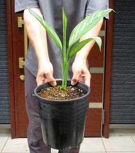 yiEzAOIl} jeBhD J[eBV[ iAOIl}EJ[eBV[jiJ[eV[j@7@D37