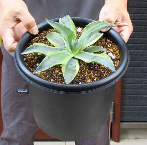 yiEzAKx IoeBtHA IJ Agave ovatifolia Orca@7@D6