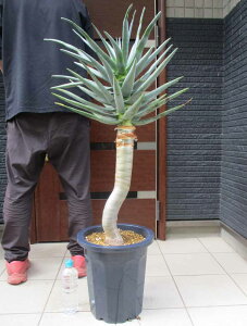 wł܂yiEzȂAGEfBRg}iAGEfRg}j劔@10@BS