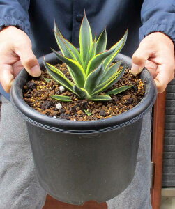 yiEzAKxETO[@Agave hyb. 'Sun Glow'@u[O[̔@ϊ-10@7J2