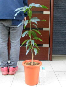 �y���i�E�����z�L�[�c�}���S�[�c�؁@�ʖ��F�L�[�c�@8���@R�G�ԁ@�}���S�[�̖؁@�劔