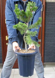 yiEzAJJi_̏@oNXi΂񂭂܂jioNX}cj8@3Rԁ@^@OA@@y؁E뉀EaɂmɂEK[fz