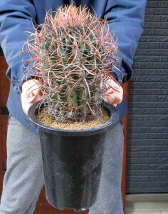 _́yiEzT{eEtFJN^XE ×́@nCubh@ق傭@JzMN@񂵂Ⴟ@LV`@6@D