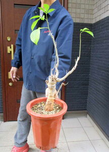 yiEzy~́zρ@oIou̖؁@oIouEfBM^[^@7@6A