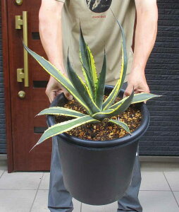 ���y���i�E�����z�A�K�x�E�T���~�A�i�E�t�F���b�N�X�@�с@/�җ���@Agave salmiana v. ferox variegata�@10���@A����