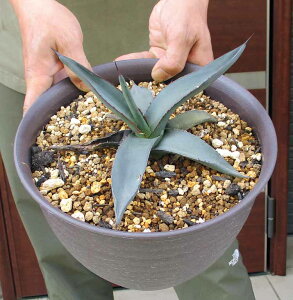 【現品・現物】アガベ ”シャークスキン”8号 9H番