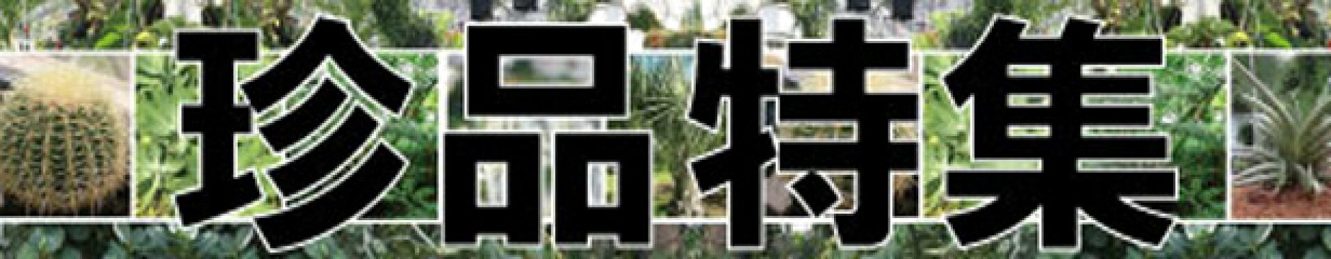 珍品特集