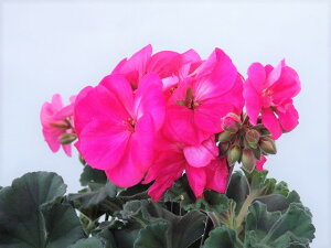 生花 ゼラニウム 生花の人気商品 通販 価格比較 価格 Com 生花 ゼラニウム 生花の人気商品 通販 価格比較 価格 Com