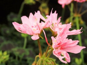 生花 ゼラニウム 生花の人気商品 通販 価格比較 価格 Com