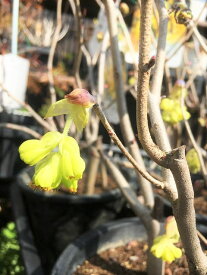楽天市場 土佐水木の通販