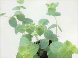 オレガノ 花 生花の人気商品 通販 価格比較 価格 Com オレガノ 花 生花の人気商品 通販 価格比較 価格 Com