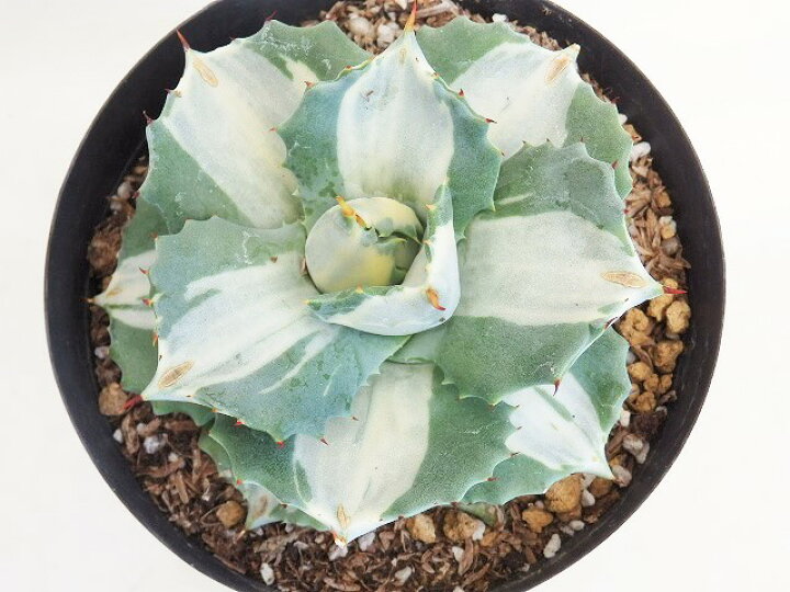 4円 ファッションの アガベ 王妃雷神 白中斑 斑無し株 ａ 2 4