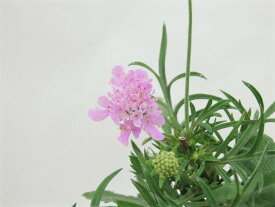 楽天市場 スカビオサ ピンクの通販