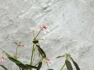 ԏI菈@[tHrA@sNtXg@9cm