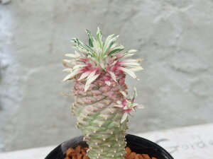 �����A���@������p�C�i�b�v���R�[���@�قق��݃p�C���@7.5cm��