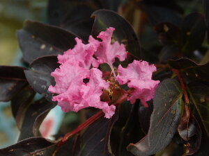 ���t�T���X�x���@�u���b�N���[�t�_�C�������h�@�V�F���s���N�@18cm��