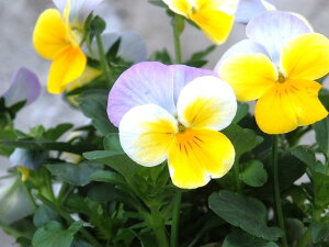 rI@CG[sNWvAbv@10.5cm