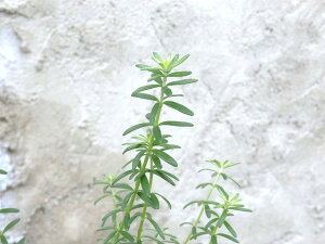 EGXgMA@Fruticosa@9cm