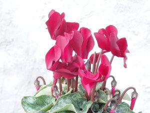 VN@v`i[t@fB[vbha@9cm