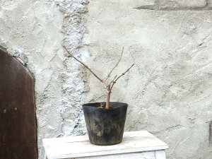 �r�o�[�i���@�I�I�f�}���@���{�@12cm��