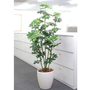 CeA O[ ϗtA C~e[V A  傫 rO ^ tFCNO[ tFCN CeAO[ lHϗtA JXj  ͂Ȃ G} J|bN 