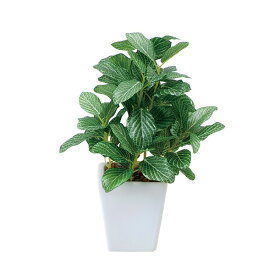 楽天市場 観葉植物卓上の通販