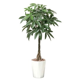 楽天市場 風水 観葉植物 パキラの通販
