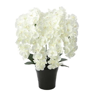 Ӓ zCg ϗtA L    tFCNO[ ItBX JtF R`E rO  r[ G} tFCN O[ IV CeAO[  A