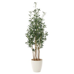 G} lHϗtA CeAO[  h  O[ ϗtA tFCNO[ 傫 lHA A tFCN CeA L ^ 160cm I[u1.6 R lH G